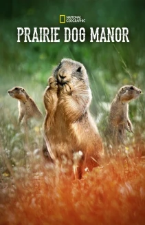 Watch Prairie Dog Manor online