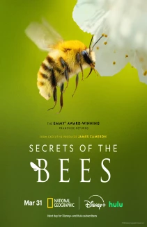 Secrets of the Bees