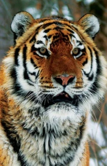 Watch Operation Snow Tiger online