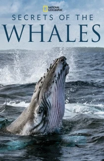 Watch Secrets of the Whales online