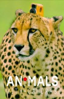 Watch Animals with Cameras online