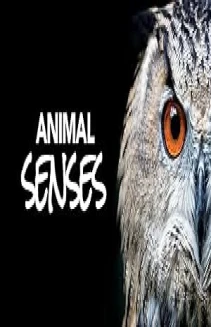Watch Animal Senses online